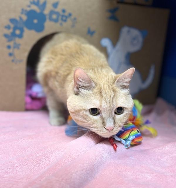 Pumpkin, Adoptable, Adult Female Domestic Short Hair.