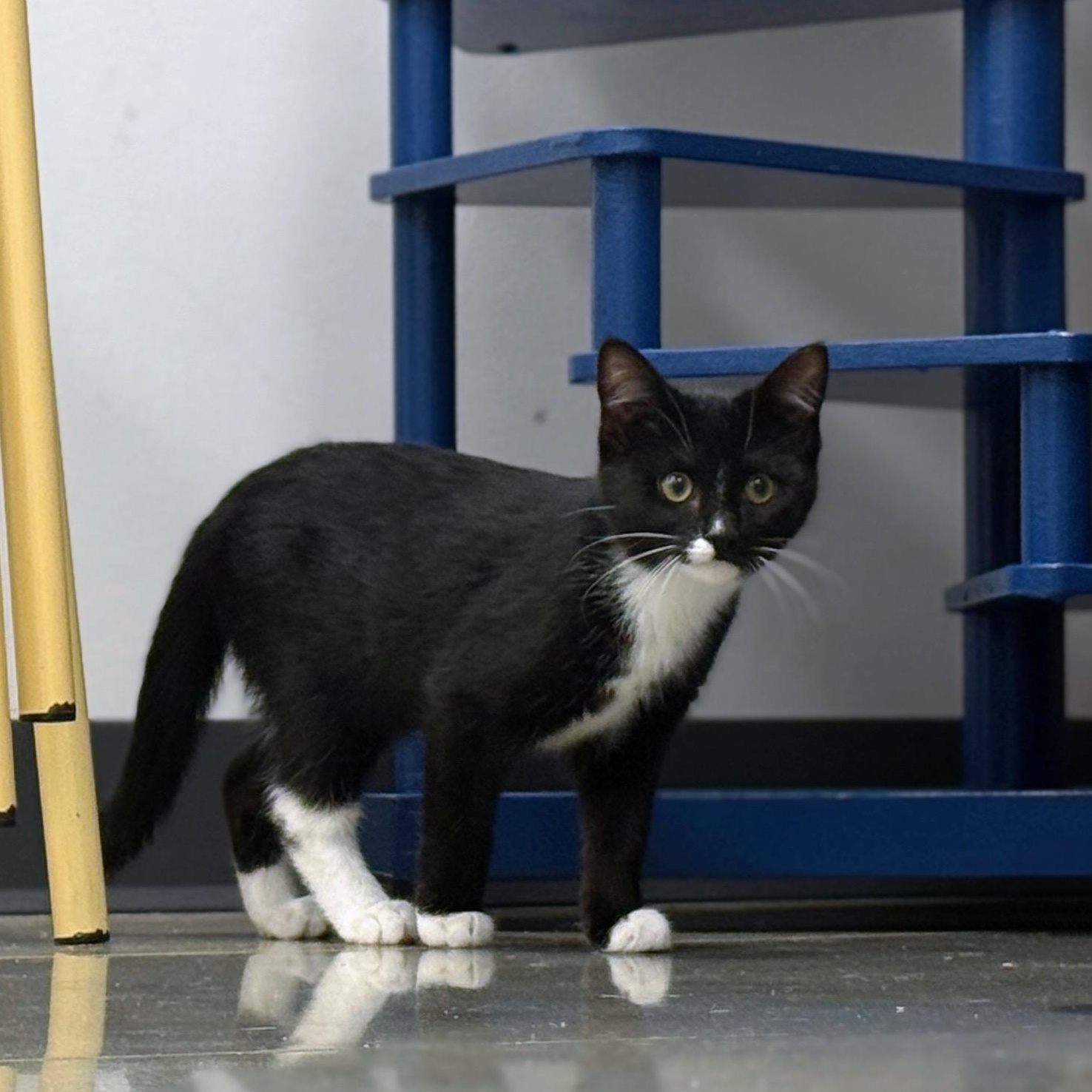 Enlarge Pizzelle, a ADOPTABLE Domestic Short Hair in Apex, NC image 2/6