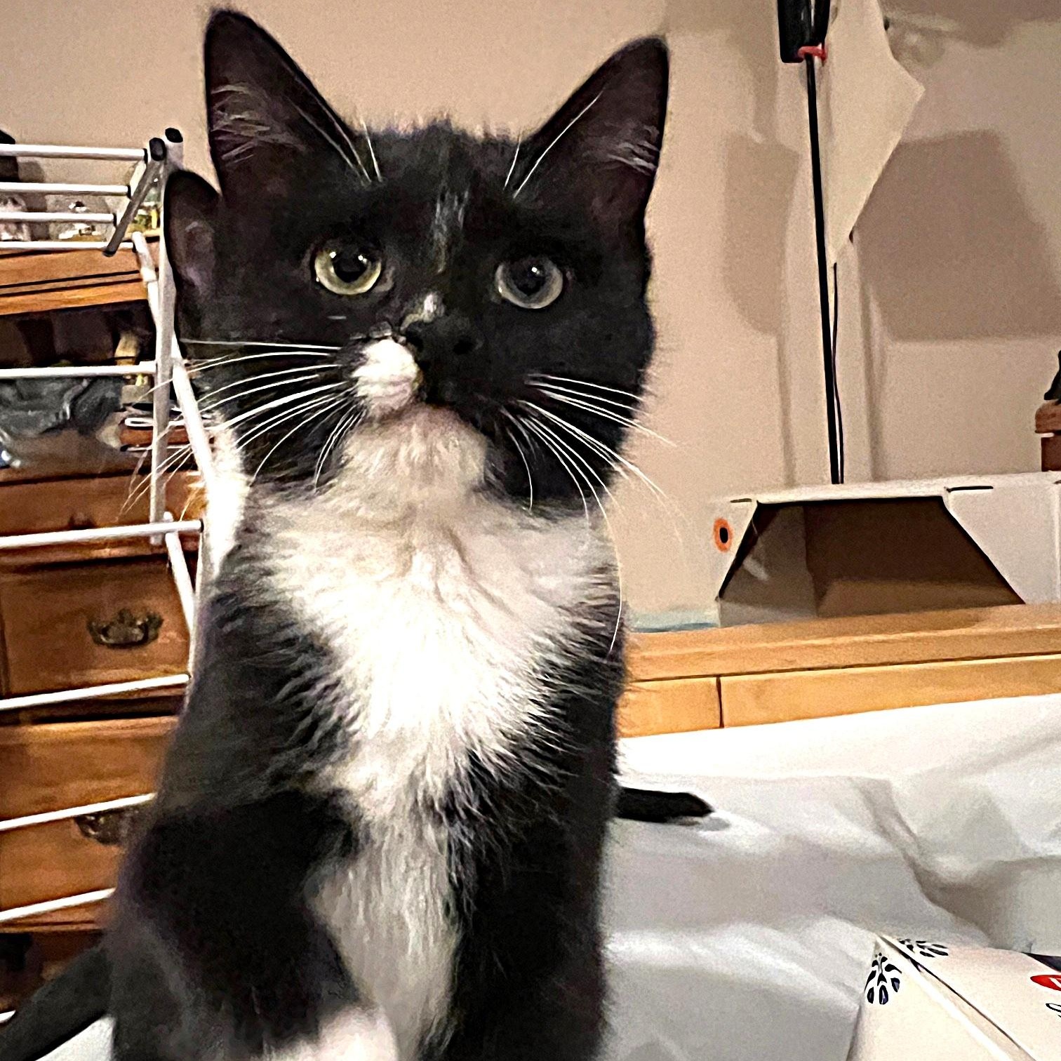 Pizzelle, a ADOPTABLE Domestic Short Hair in Apex, NC image 2/2