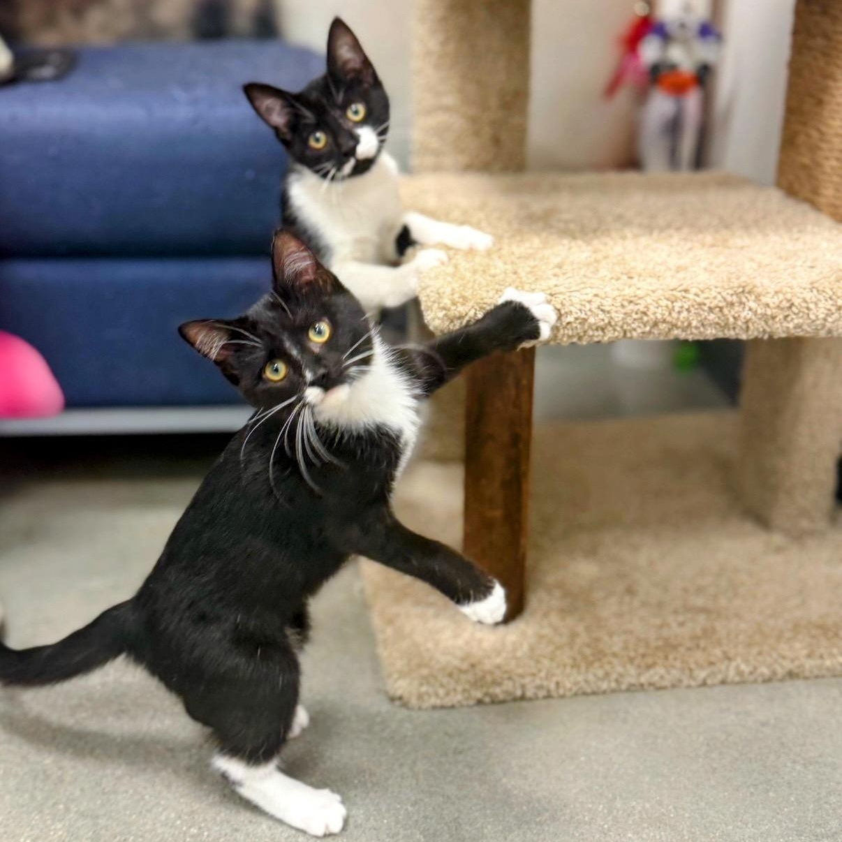 Enlarge Pizzelle, a ADOPTABLE Domestic Short Hair in Apex, NC image 6/6