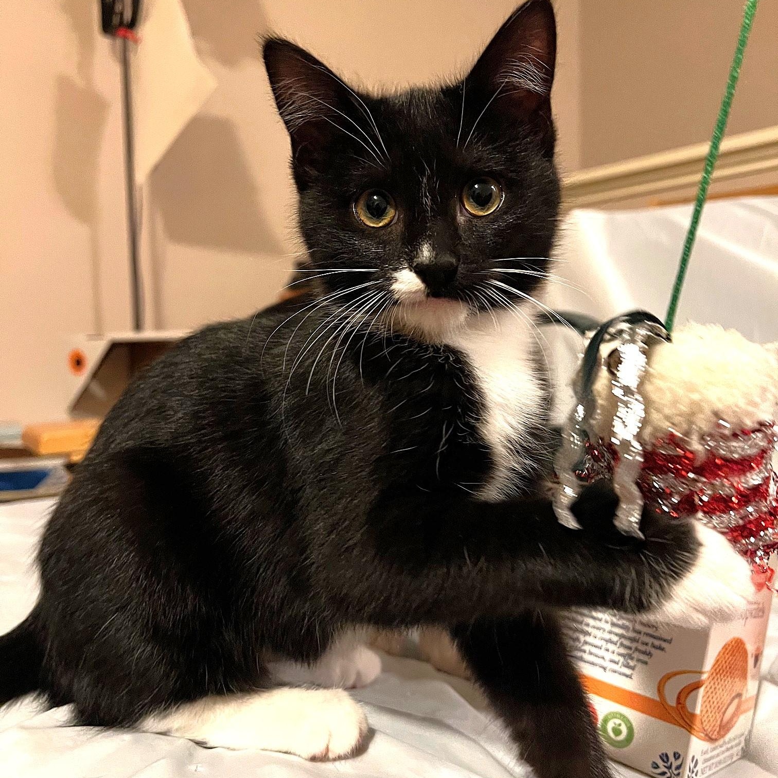 Pizzelle, ADOPTABLE, Kitten Female Domestic Short Hair.