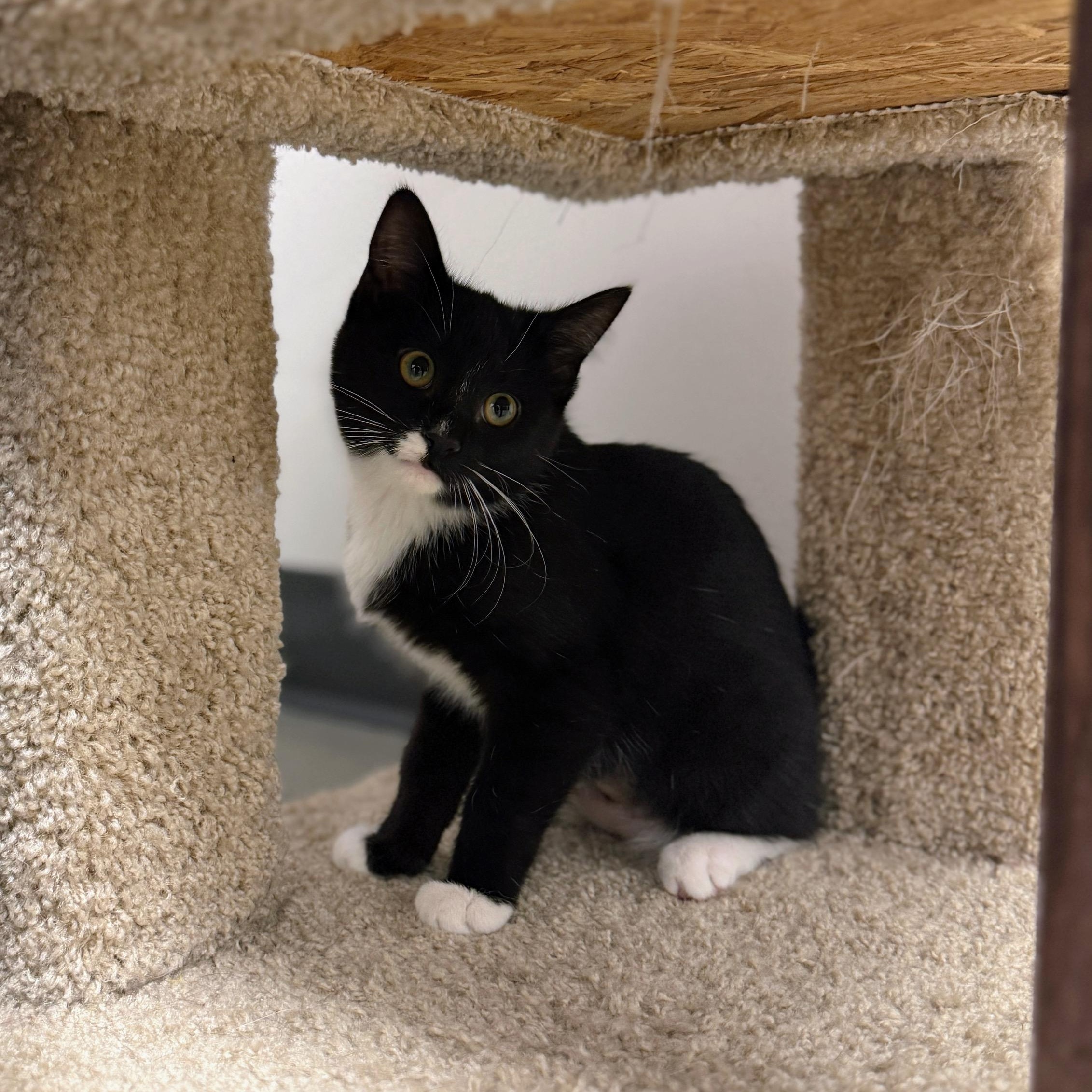 Enlarge Pizzelle, a ADOPTABLE Domestic Short Hair in Apex, NC image 4/6