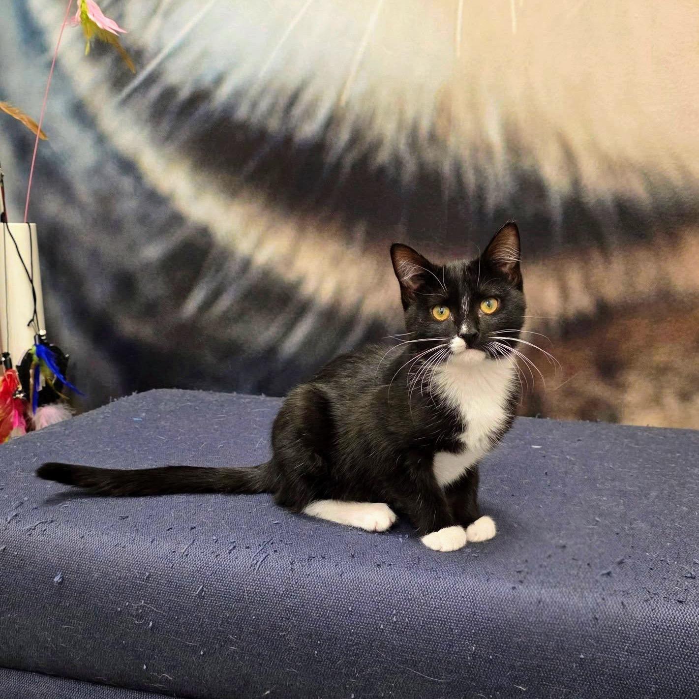 Pizzelle, ADOPTABLE, Kitten Female Domestic Short Hair.