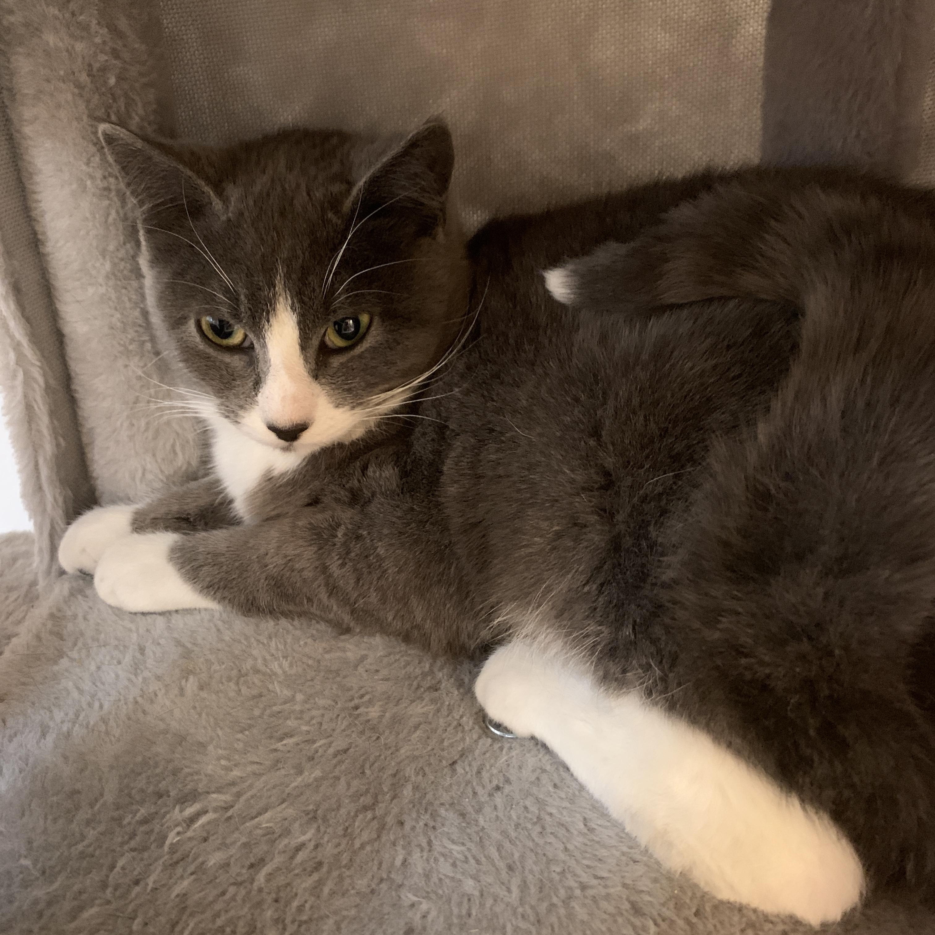 Cybill, Adoptable, Young Female Domestic Short Hair.