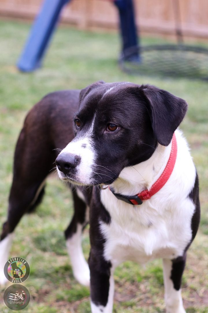 Snoopy, a Adoptable Black Labrador Retriever in Toledo, OH image 3/4