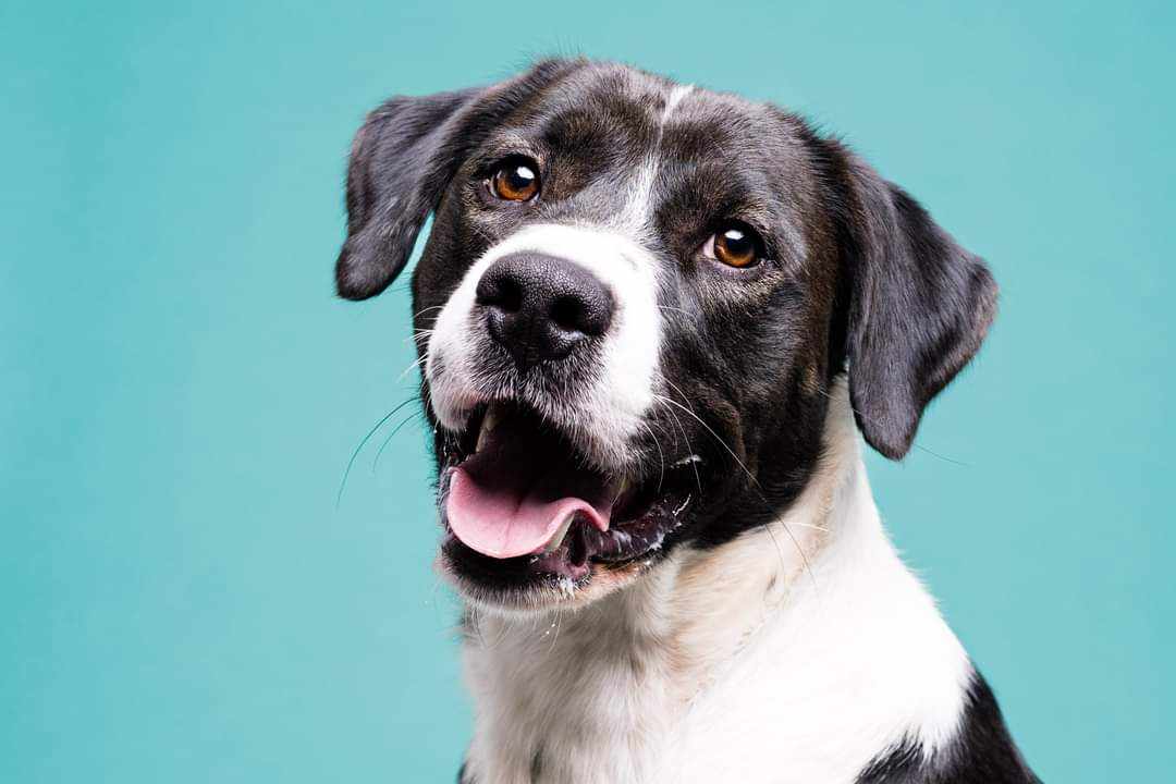 Snoopy, a Adoptable Black Labrador Retriever in Toledo, OH image 1/4