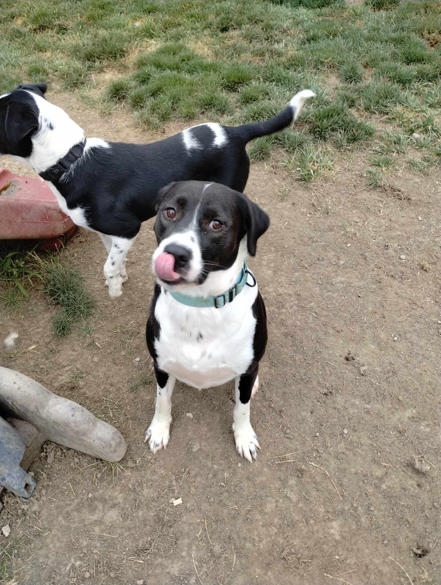 Snoopy, a Adoptable Black Labrador Retriever in Toledo, OH image 4/4