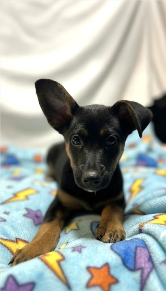 Enlarge Beeper, a ADOPTABLE Australian Kelpie in Hawthorne, CA image 3/3