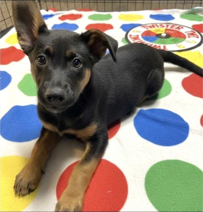Enlarge Beeper, a ADOPTABLE Australian Kelpie in Hawthorne, CA image 2/3