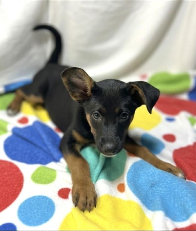 Enlarge Beeper, a ADOPTABLE Australian Kelpie in Hawthorne, CA image 1/3