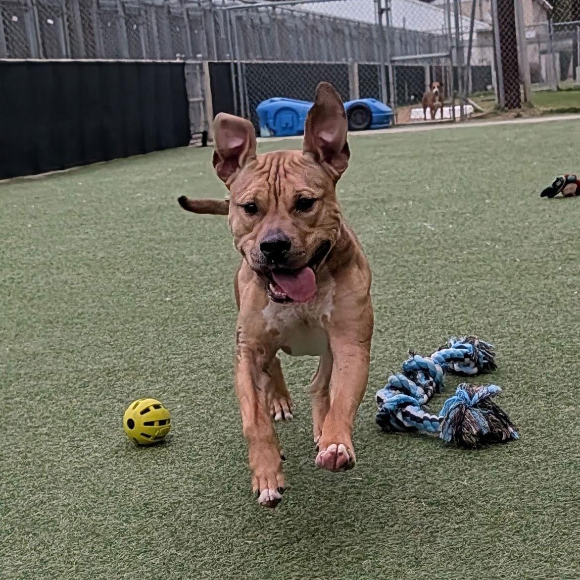 Enlarge Xander, a Adoptable American Bulldog in The Woodlands, TX image 1/3