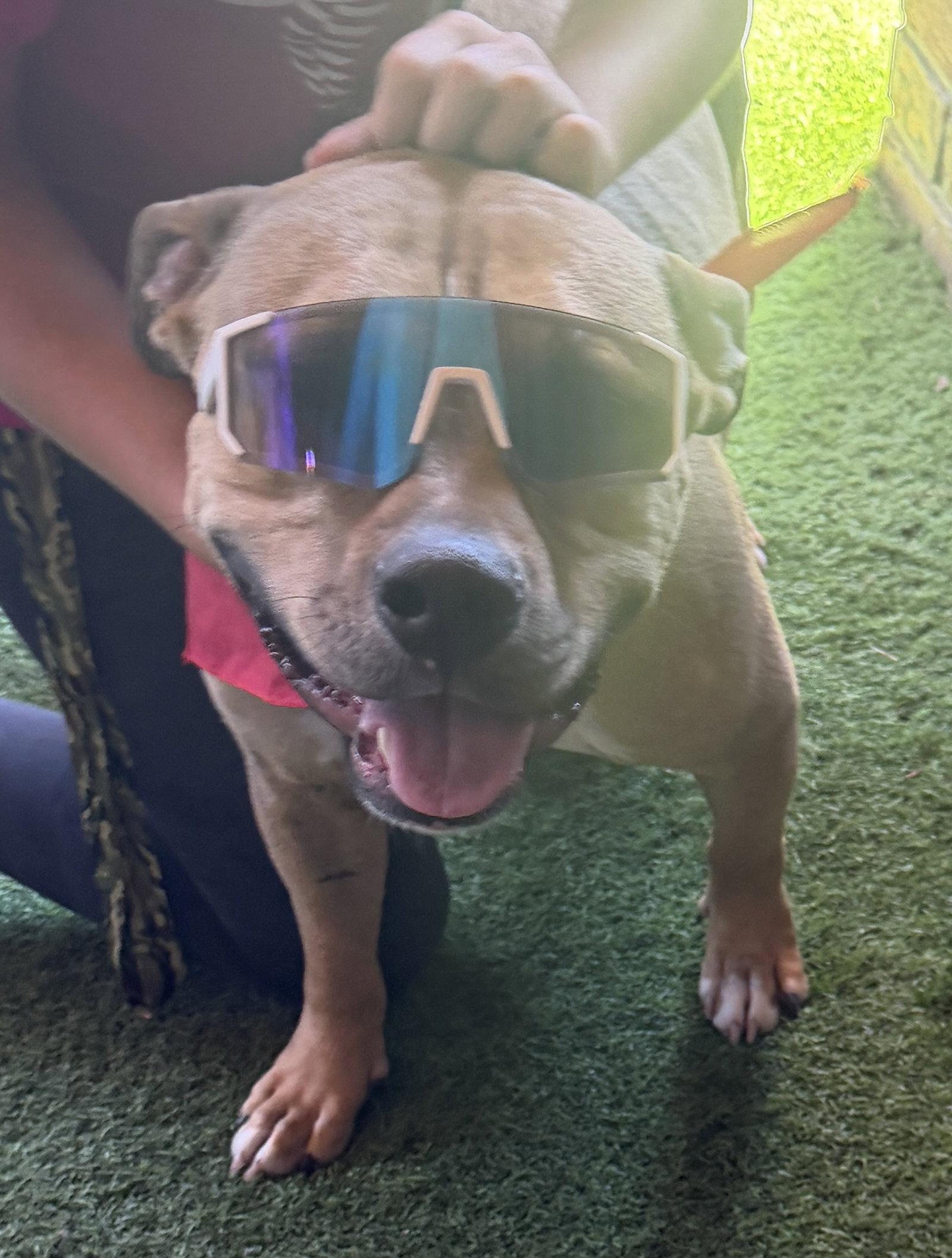 Enlarge Bear, a Adoptable American Bulldog in The Woodlands, TX image 2/3