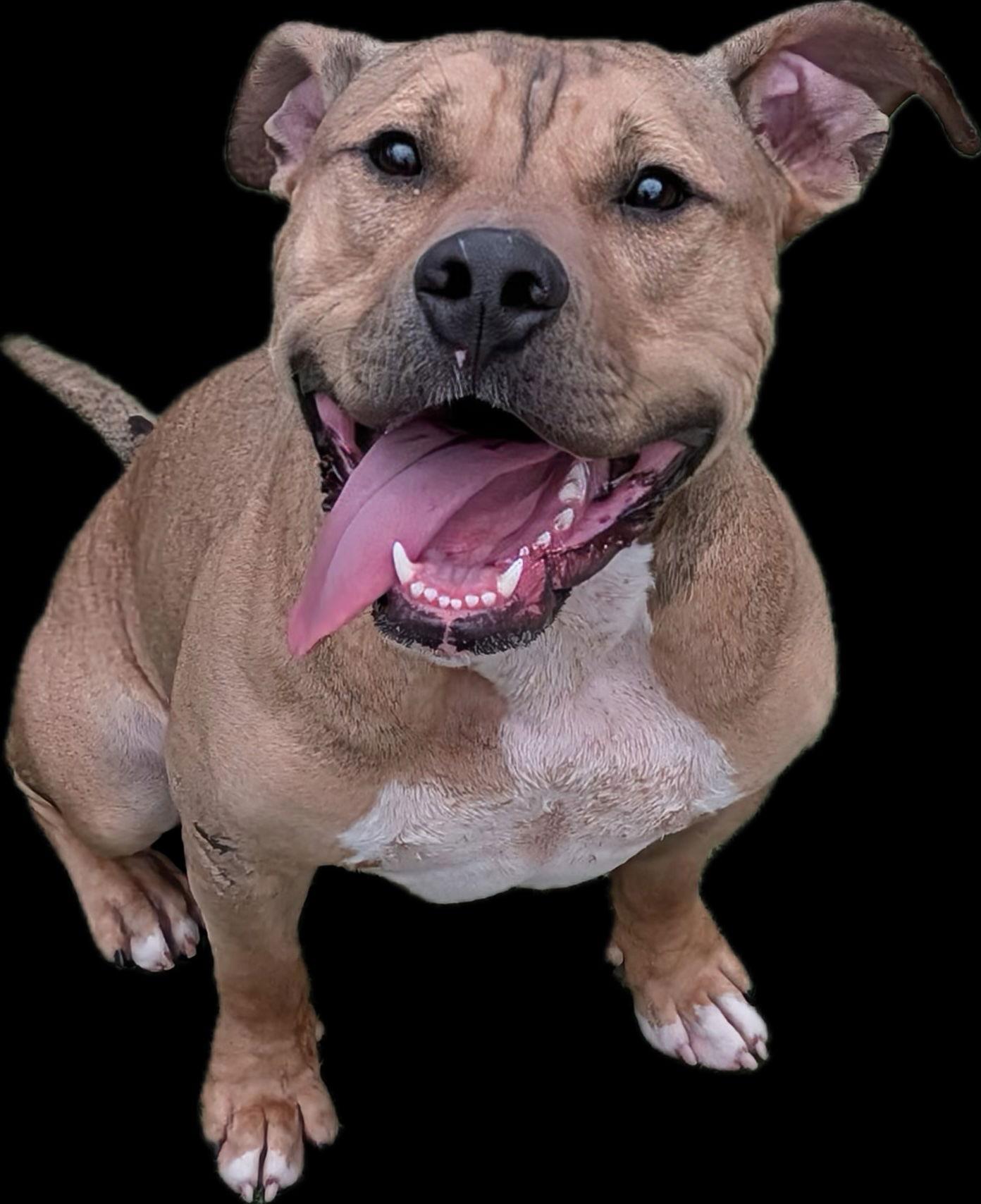 Enlarge Xander, a Adoptable American Bulldog in The Woodlands, TX image 2/3