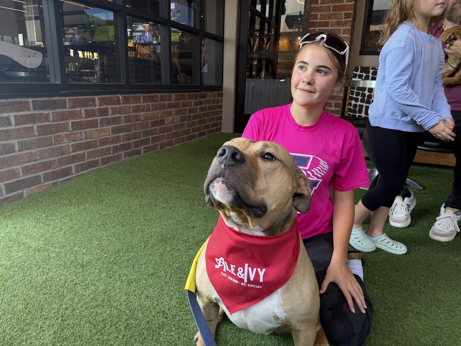Enlarge Bear, a Adoptable American Bulldog in The Woodlands, TX image 2/3
