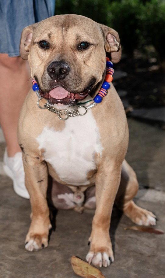 Enlarge Bear, a Adoptable American Bulldog in The Woodlands, TX image 3/3