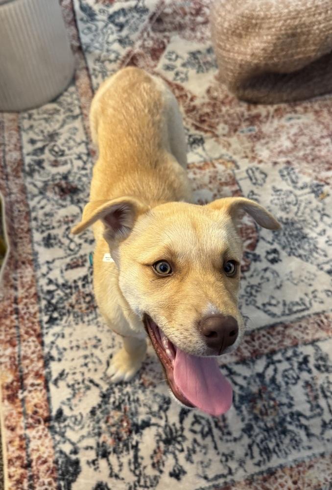 Luna, a Adoptable mixed breed in Denver, CO image 1/5