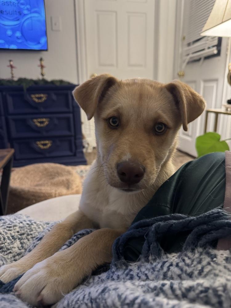 Luna, a Adoptable mixed breed in Denver, CO image 3/5