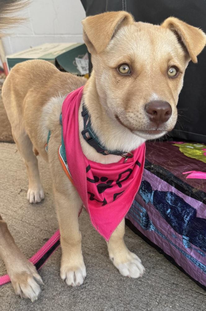 Luna, a Adoptable mixed breed in Denver, CO image 4/5