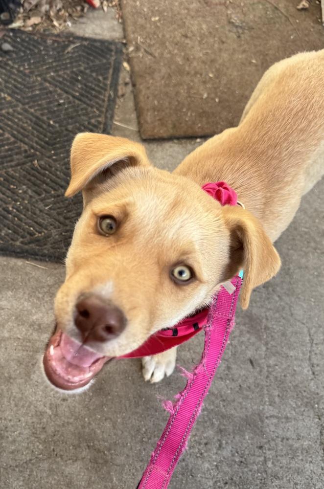 Luna, a Adoptable mixed breed in Denver, CO image 5/5