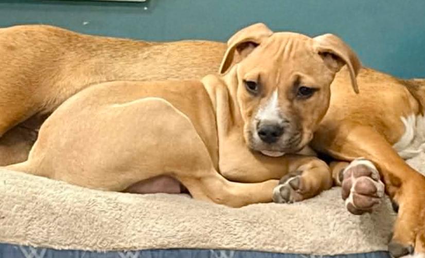 Maverick, a ADOPTABLE mixed breed in Eutawville, SC image 3/5