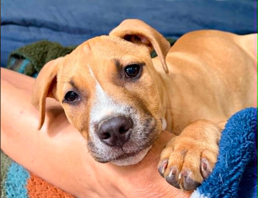 Maverick, adopted, Puppy Male Mixed Breed.