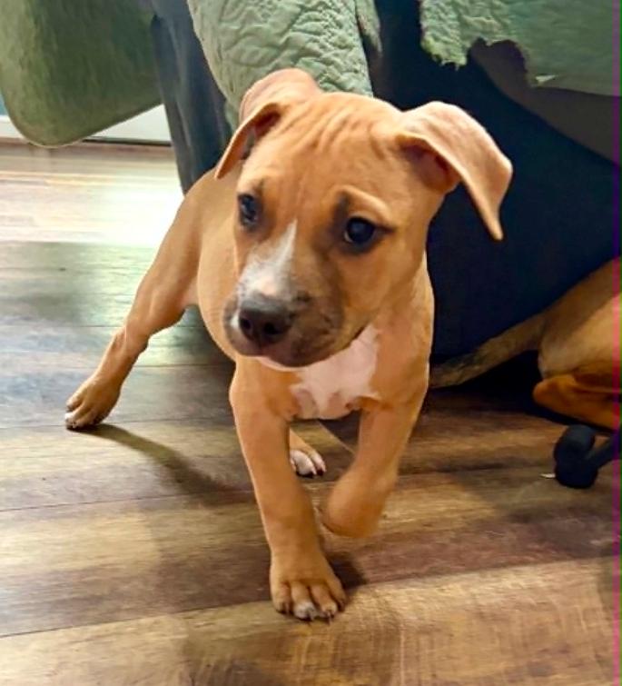 Maverick, ADOPTABLE, Puppy Male Mixed Breed.