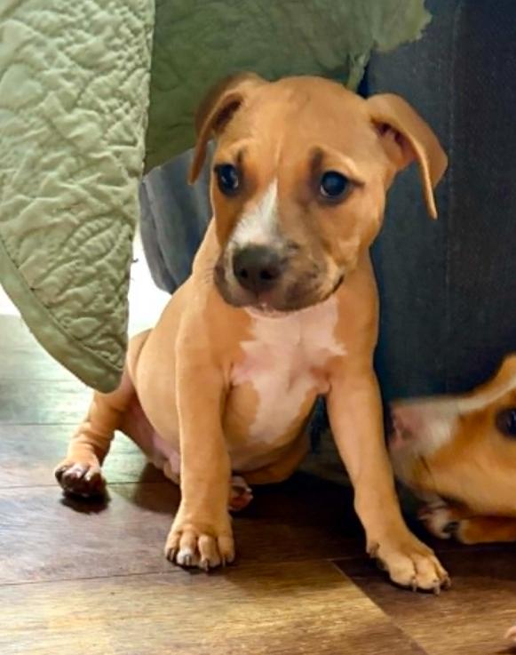 Maverick, a ADOPTABLE mixed breed in Eutawville, SC image 2/5