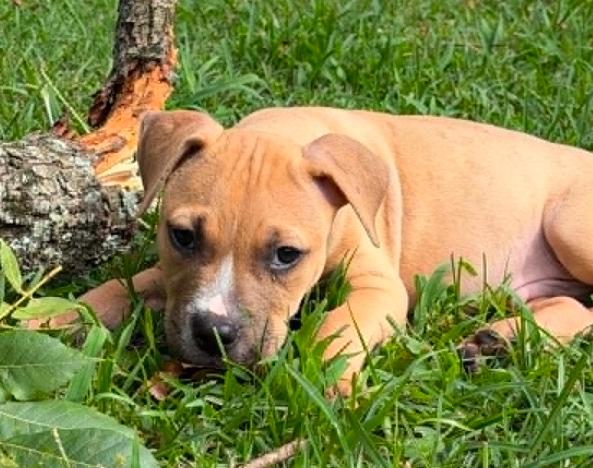 Maverick, a ADOPTABLE mixed breed in Eutawville, SC image 5/5