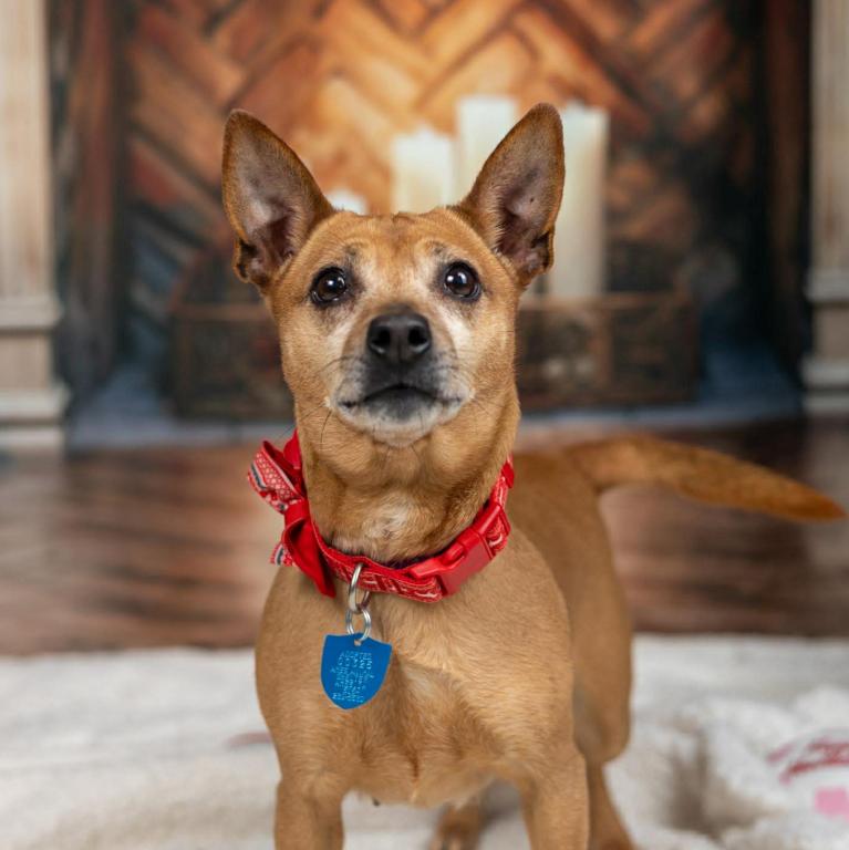 Noel, ADOPTABLE, Adult Female Miniature Pinscher.