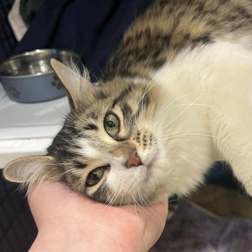 Enlarge Corbin, a Adoptable Domestic Long Hair in Chicago, IL image 1/3