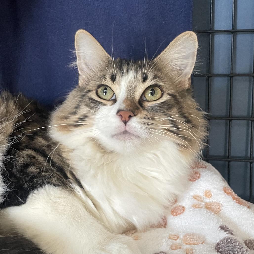 Enlarge Corbin, a Adoptable Domestic Long Hair in Chicago, IL image 2/3