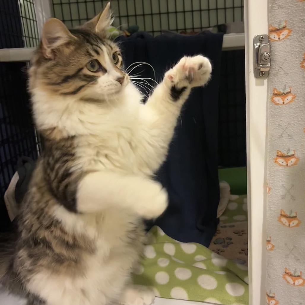 Enlarge Corbin, a Adoptable Domestic Long Hair in Chicago, IL image 3/3