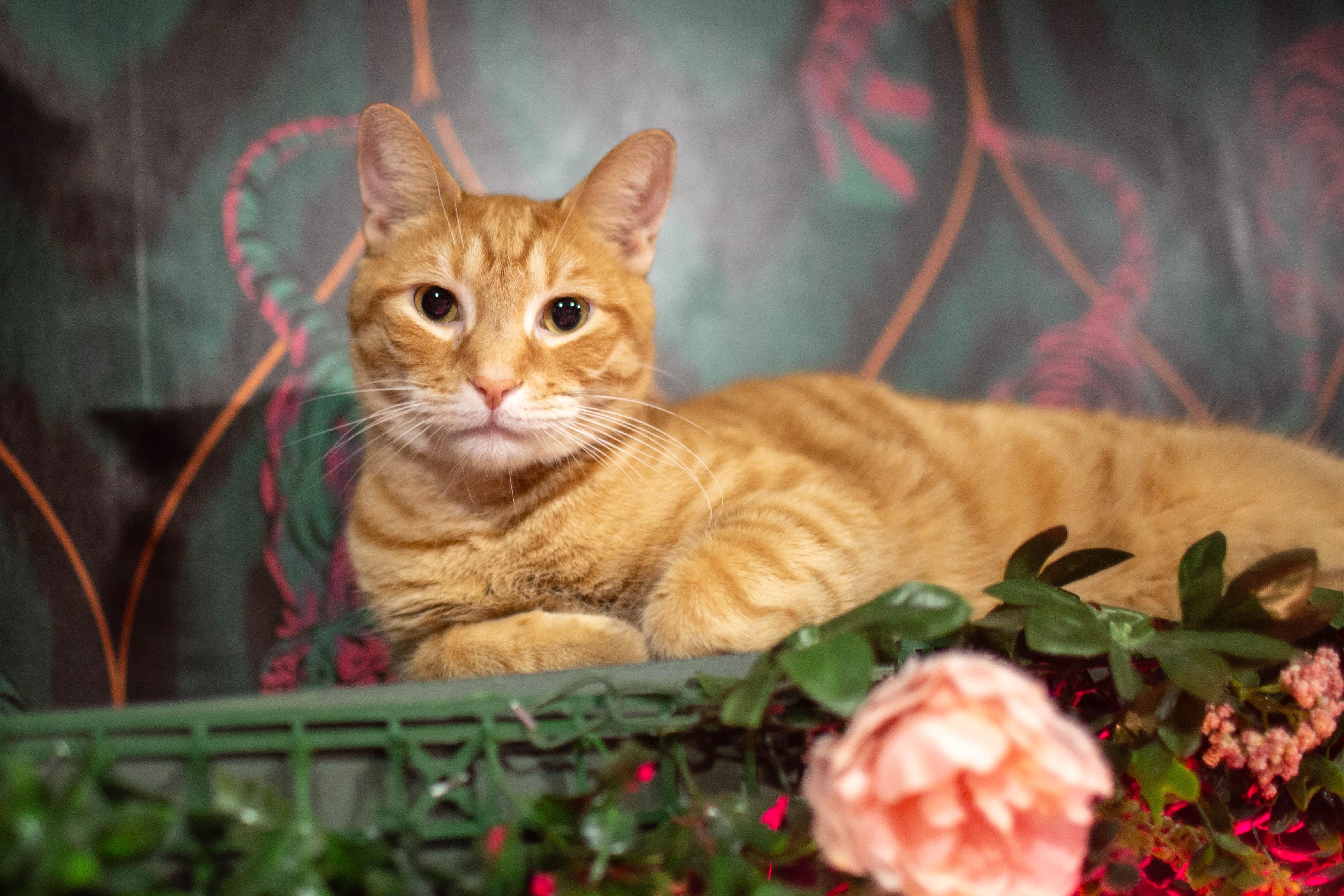 Milo, ADOPTABLE, Adult Male Domestic Short Hair.