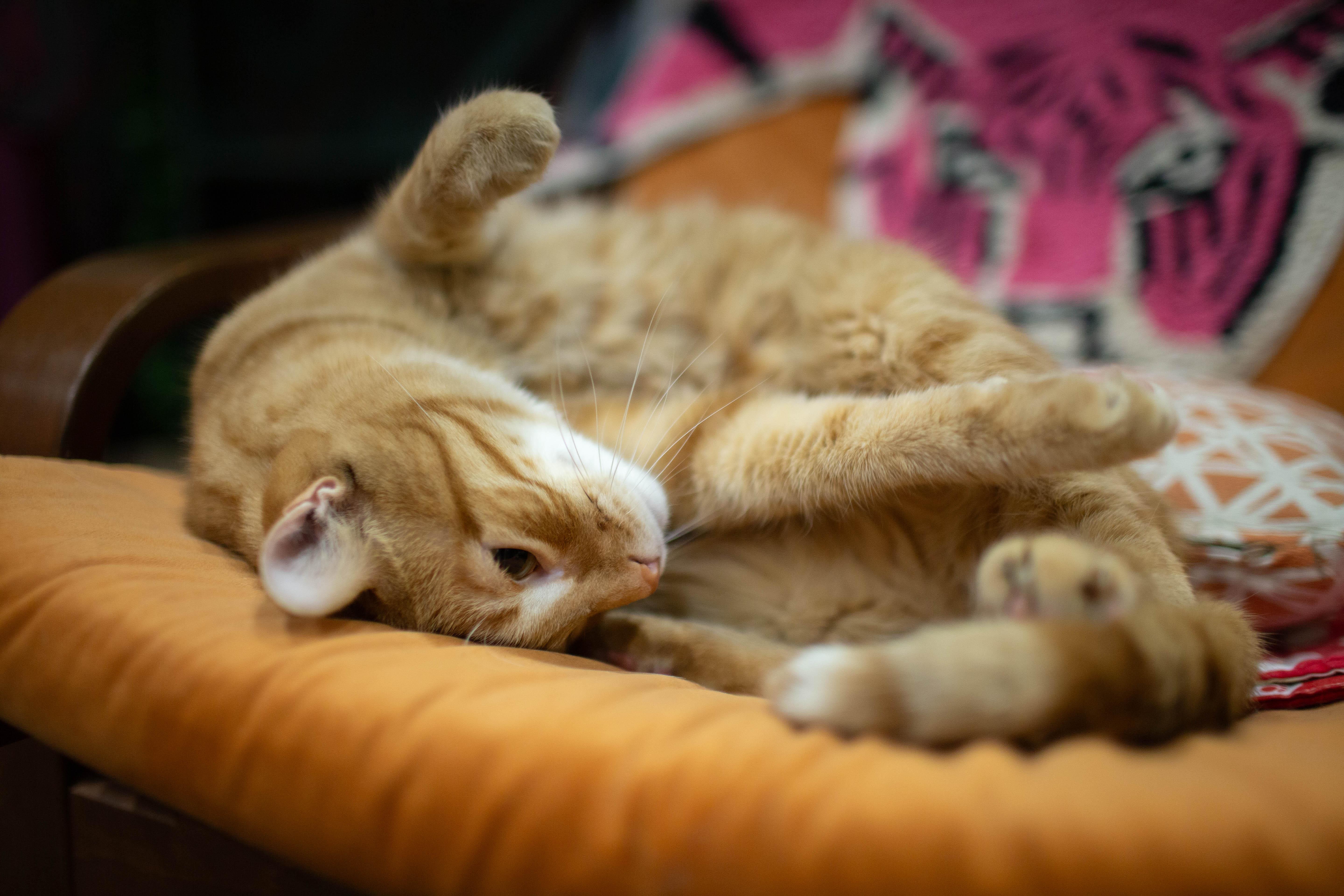 Enlarge Milo, a ADOPTABLE Domestic Short Hair in Kennebunk , ME image 2/4