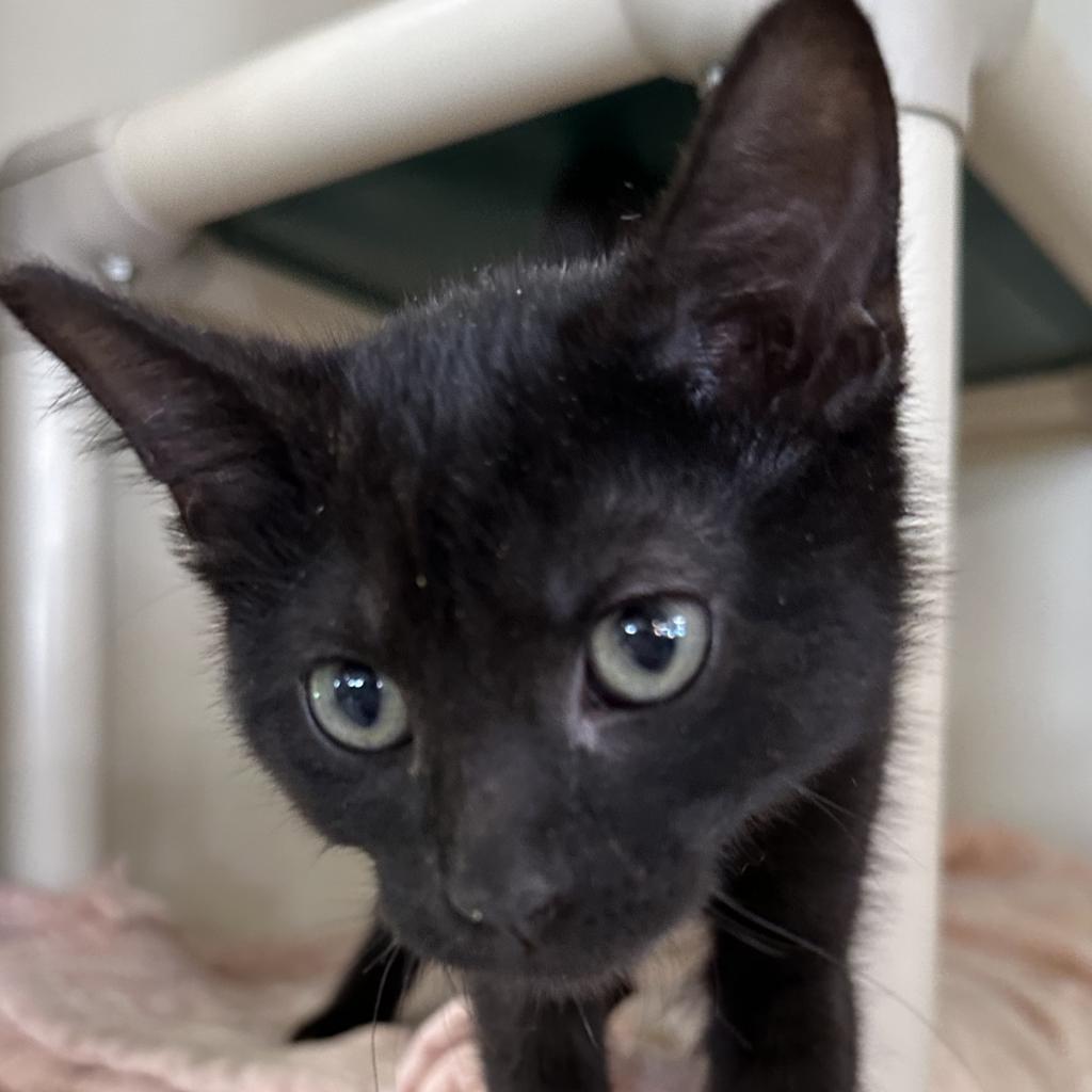 AJ, Adoptable, Adult Male Domestic Medium Hair.