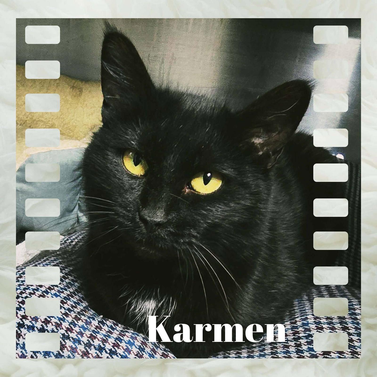 Karmen, Adoptable, Adult Female Domestic Short Hair.
