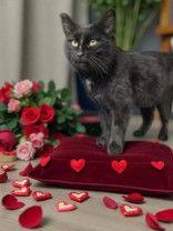 Enlarge Karmen, a Adoptable Domestic Short Hair in Sullivan, IN image 2/2