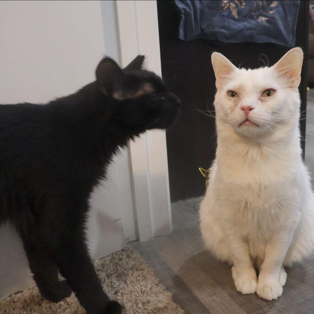 Neptune, Adoptable, Adult Male Domestic Short Hair.