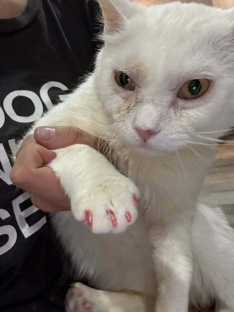 Enlarge Neptune, a Adoptable Domestic Short Hair in Albuquerque, NM image 2/6