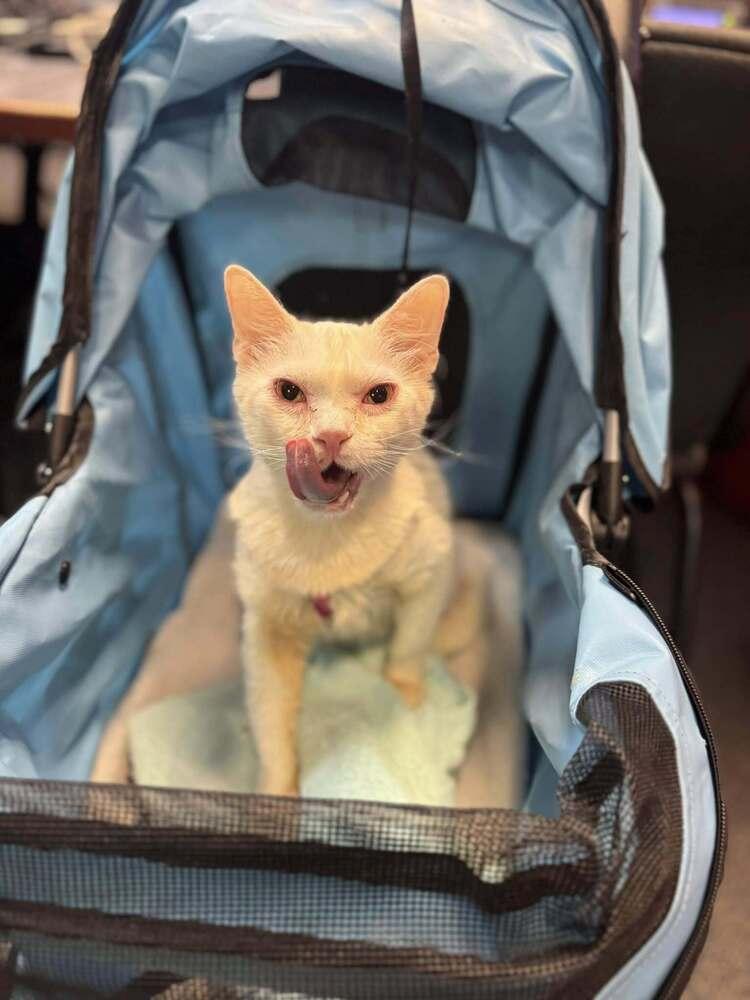 Enlarge Neptune, a Adoptable Domestic Short Hair in Albuquerque, NM image 3/6