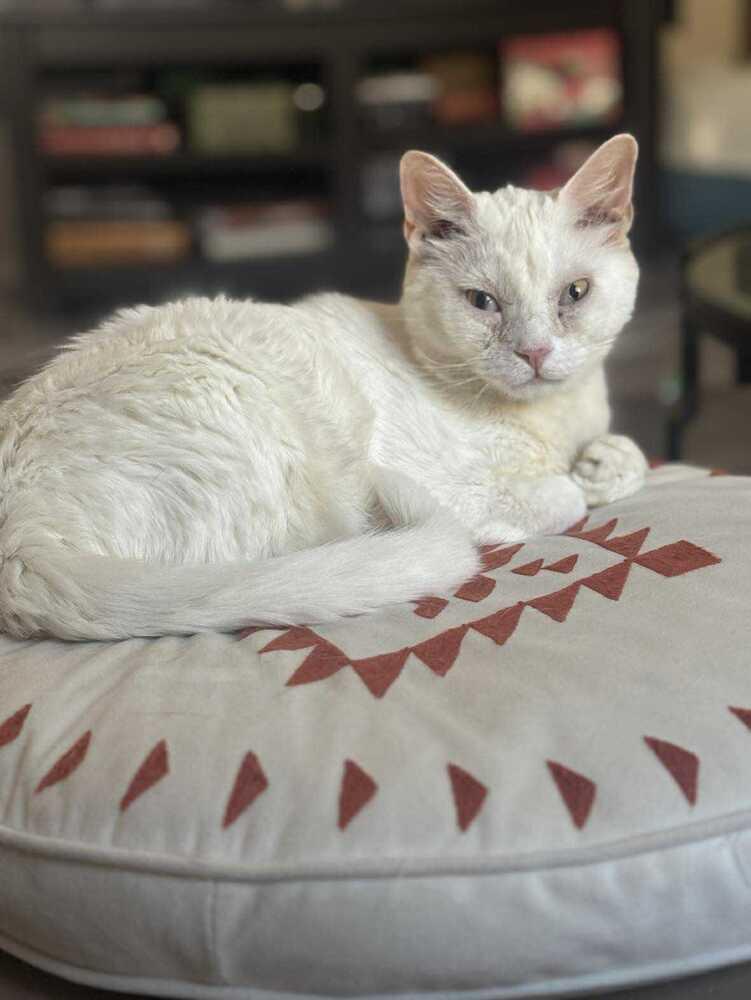 Enlarge Neptune, a Adoptable Domestic Short Hair in Albuquerque, NM image 4/6