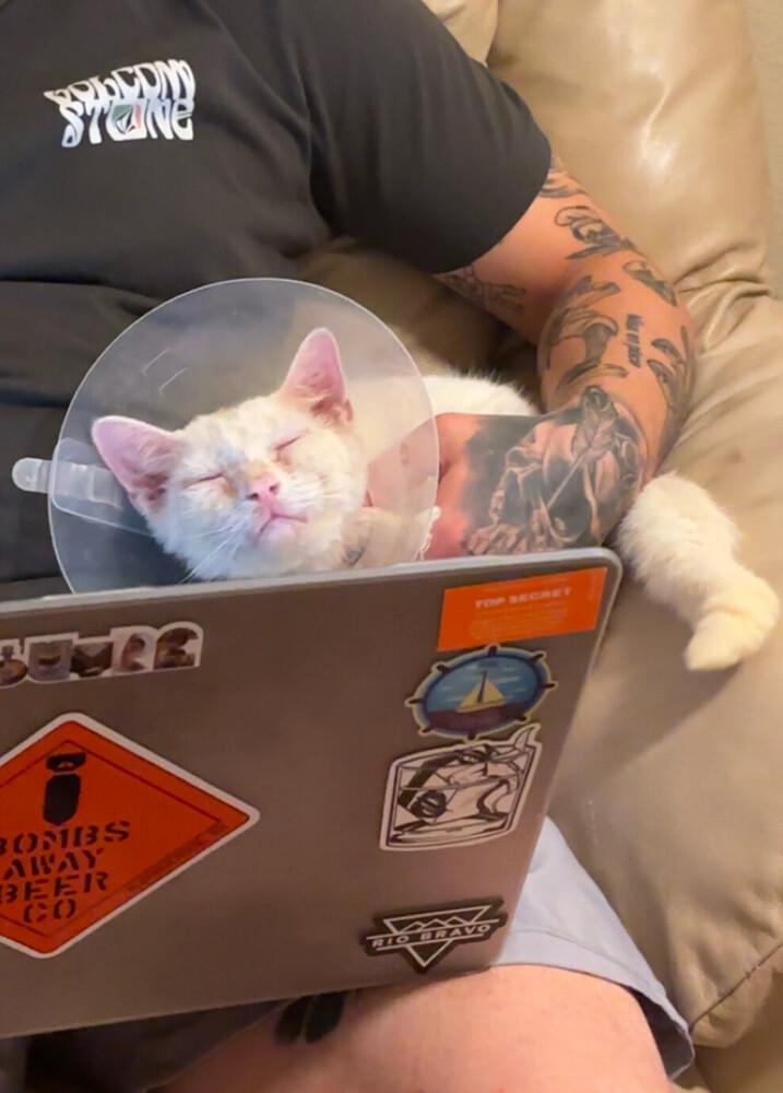 Enlarge Neptune, a Adoptable Domestic Short Hair in Albuquerque, NM image 6/6