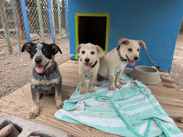 Persephone, an adoptable Cattle Dog in Williamsburg, NM, 87942 | Photo Image 3
