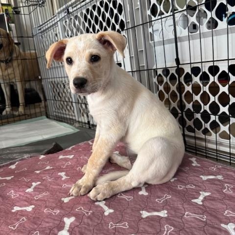 Persephone, an adoptable Cattle Dog in Williamsburg, NM, 87942 | Photo Image 4