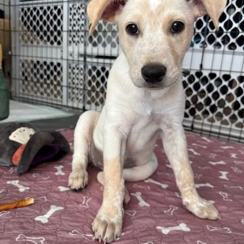 Persephone, an adoptable Cattle Dog in Williamsburg, NM, 87942 | Photo Image 1