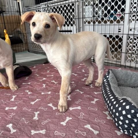 Persephone, an adoptable Cattle Dog in Williamsburg, NM, 87942 | Photo Image 5
