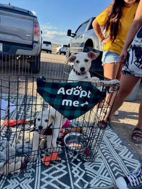 Persephone, an adoptable Cattle Dog in Williamsburg, NM, 87942 | Photo Image 6
