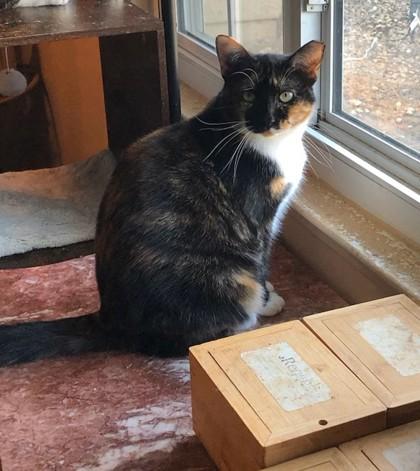 Mystique, Adoptable, Adult Female Domestic Short Hair & Domestic Short Hair.