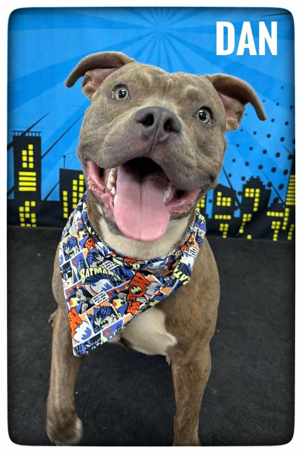 Squirrelly Dan, adoptable, Adult Male Mixed Breed.