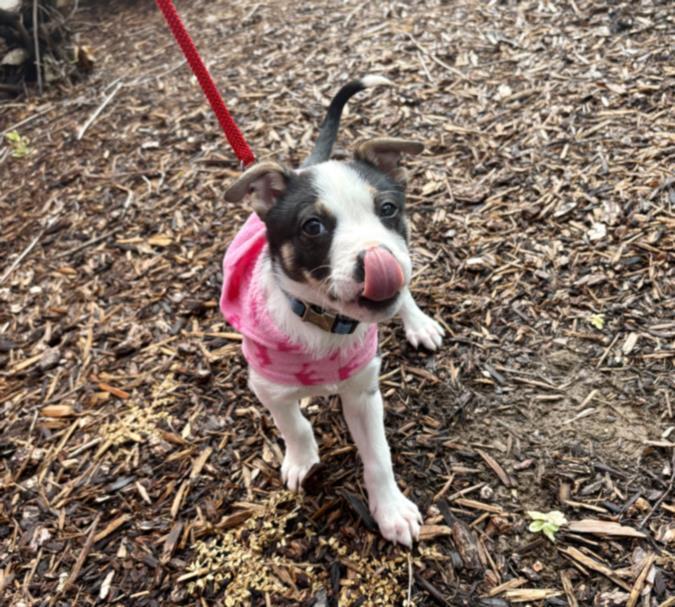 Enlarge A210091, a Adoptable Border Collie in Olivehurst, CA image 1/1